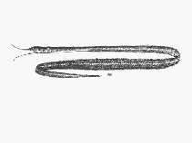 Image of Avocettina paucipora 