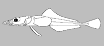 Image of Akarotaxis gouldae (Banded dragonfish)