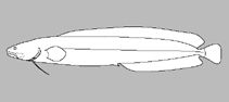 Image of Bidenichthys consobrinus (Grey brotula)