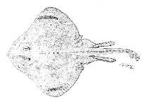 Image of Bathyraja albomaculata (White-dotted skate)