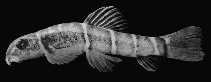 Image of Barbucca diabolica (Fire-eyed loach)