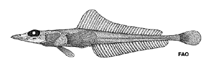 Image of Bathydraco joannae 