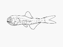 Image of Benthosema fibulatum (Spinycheek lanternfish)