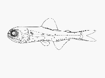 Image of Bolinichthys indicus (Lanternfish)