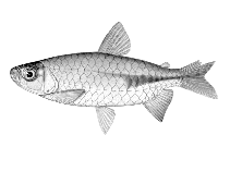 Image of Brycinus kingsleyae 