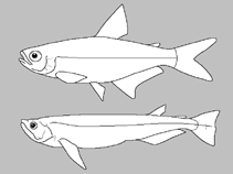 Image of Prodontocharax alleni 