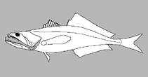 Image of Pseudoscopelus bothrorrhinos 