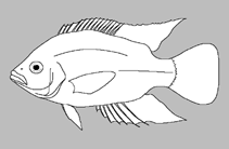 Image of Trematocara marginatum 