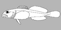 Image of Megalocottus taeniopterus (Southern flathead sculpin)