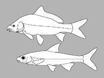 Image of Acrossocheilus baolacensis 