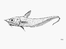 Image of Coelorinchus denticulatus (Filesnout grenadier)