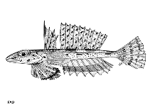 Image of Callionymus fasciatus (Banded dragonet)