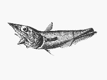 Image of Coelorinchus flabellispinis 