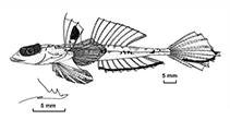 Image of Callionymus kanakorum 