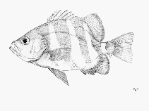 Image of Centrarchops chapini (Barred seabass)