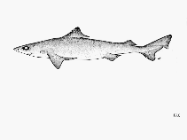 Image of Centrophorus moluccensis (Smallfin gulper shark)