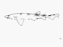 Cephaloscyllium sufflans, Balloon shark
