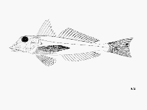 Image of Chelidonichthys gabonensis (Gabon gurnard)