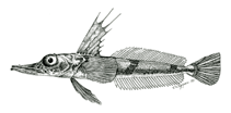 Image of Channichthys irinae (Pygmy icefish)