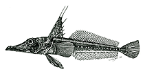 Image of Channichthys panticapaei (Charcoal icefish)