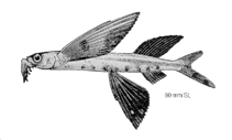 Image of Cheilopogon japonicus 