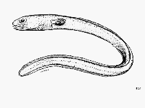 Image of Paraconger similis (Shorttail conger)