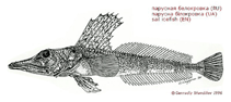 Image of Channichthys velifer (Sail icefish)