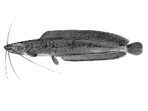 Image of Clarias buthupogon 