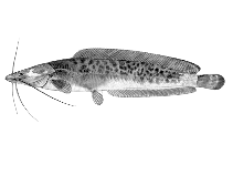 Image of Clarias platycephalus 