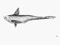 Image of Coilia macrognathos (Longjaw grenadier anchovy)