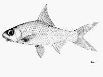 Image of Cyclocheilichthys heteronema 