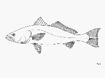 Image of Cynoscion othonopterus (Gulf weakfish)
