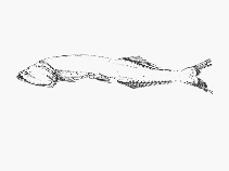 Image of Cyclothone pallida (Tan bristlemouth)