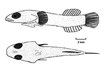 Image of Diplecogaster ctenocrypta 