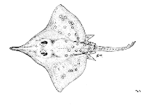 Image of Dipturus oxyrinchus (Longnosed skate)