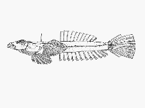 Image of Draculo celetus (Dainty dragonet)