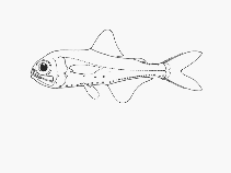 Image of Electrona antarctica (Antarctic lanternfish)