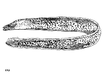 Image of Enchelycore kamara (Dark-spotted moray)