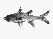 Image of Epigonus lenimen (Big-eyed cardinalfish)