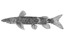 Image of Euchilichthys royauxi 