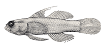 Image of Eviota inutilis (Chestspot dwarfgoby)
