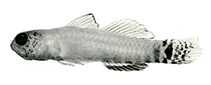 Image of Eviota melanosphena (Wedge dwarfgoby)