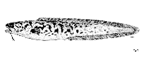 Image of Genypterus tigerinus (Rock ling)
