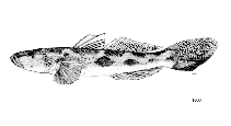 Image of Glossogobius koragensis (Koragu tank goby)