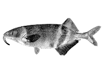 Image of Gnathonemus barbatus 