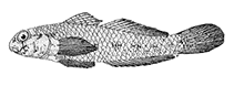 Image of Gnatholepis gymnocara (Nakedcheek sandgoby)