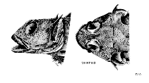 Image of Harpagifer kerguelensis (Kerguelen spiny plunderfish)