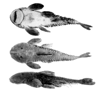 Image of Harttia leiopleura 