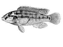 Image of Orthochromis machadoi (Cunene dwarf happy)