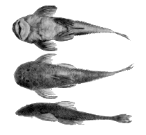 Image of Harttia novalimensis 